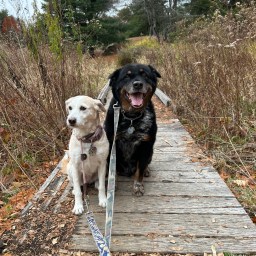 Serenity Now/A Letter to the Universe